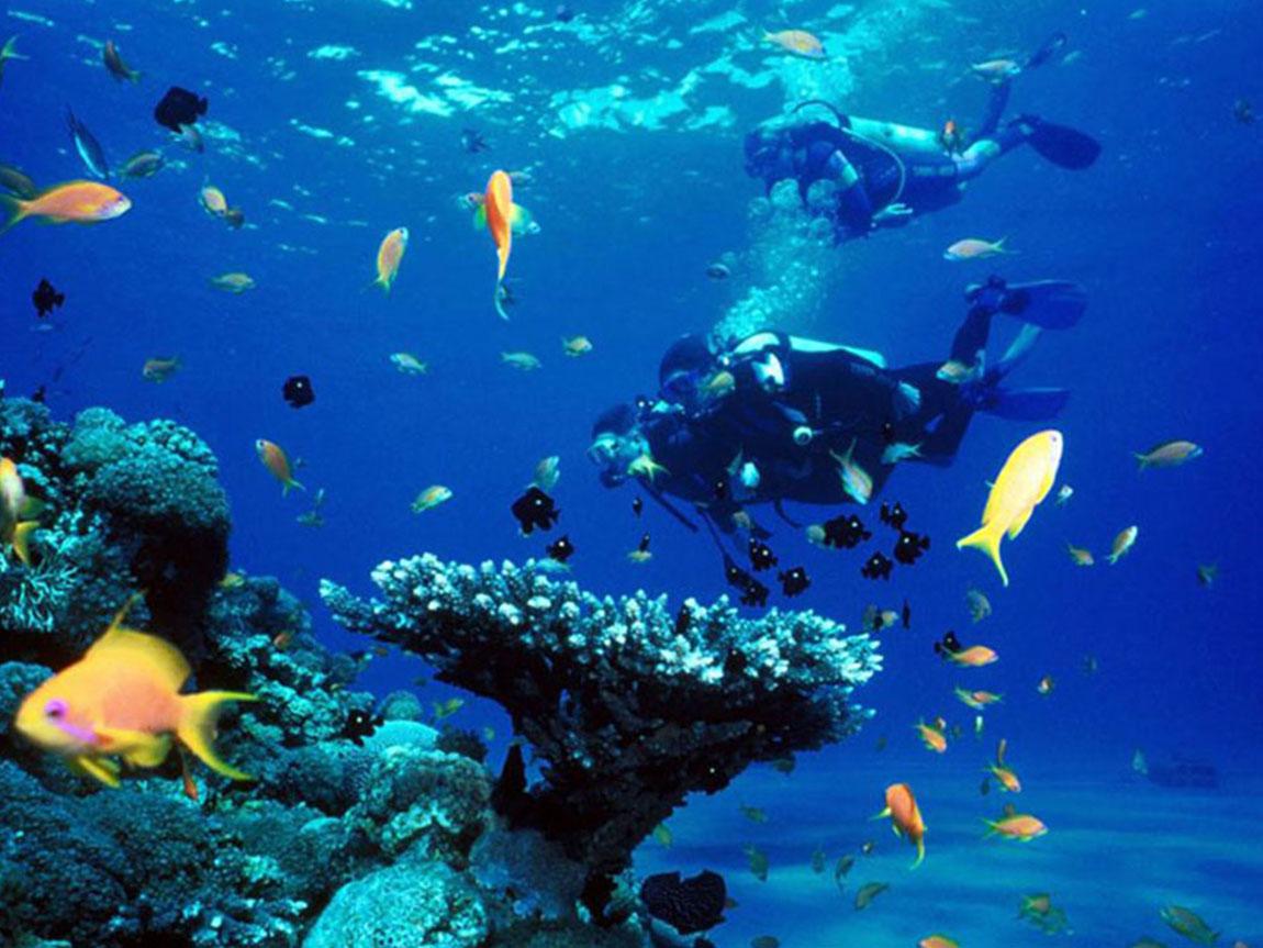 Khám phá đại dương Việt Nam qua các tour lặn biển